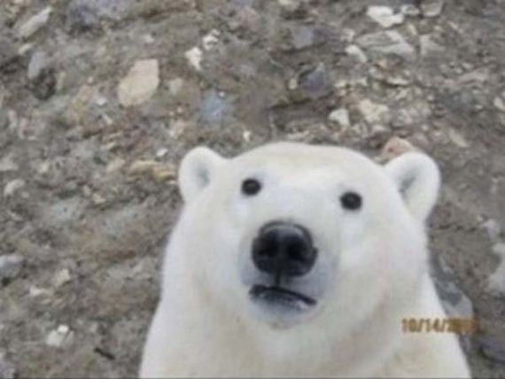 animal-selfies