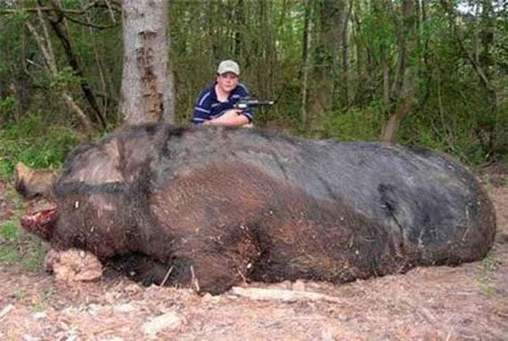 biggest-animals