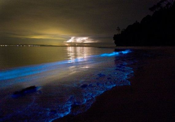 bioluminescence_at_its_best