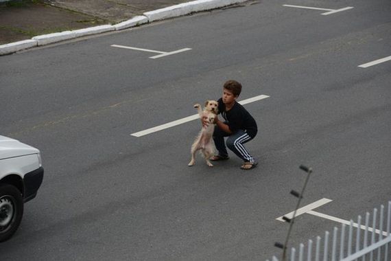 boy_gets_into_traffic_to_help_dog_that_was_hit