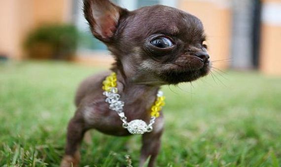 chihuahua_milly