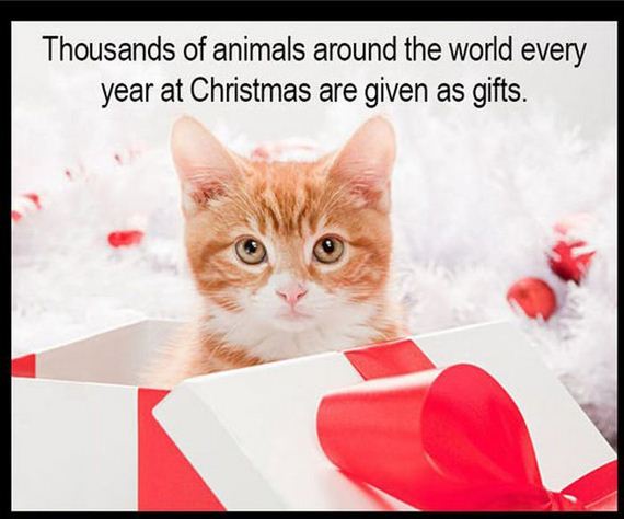 christmas_kitten_rescue_cat_dog