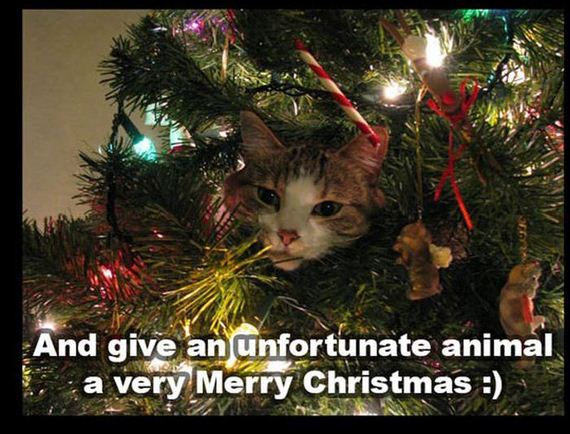 christmas_kitten_rescue_cat_dog
