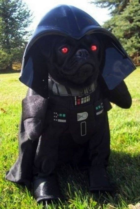 Costumes That Prove Pugs Always Win At Halloween Barnorama