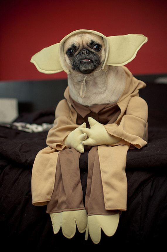 Costumes That Prove Pugs Always Win At Halloween - Barnorama