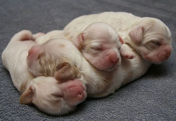 cute_animals_sleeping_pillows