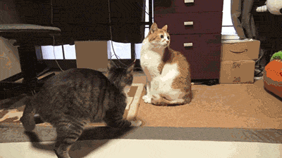 http://www.barnorama.com/wp-content/images/2013/01/daily-gifdump-38/27-daily-gifdump-38.gif
