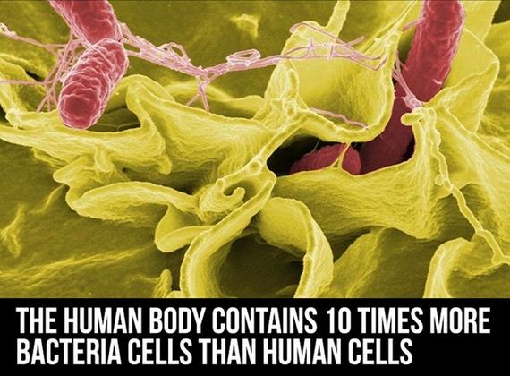facts_about_the_human_body