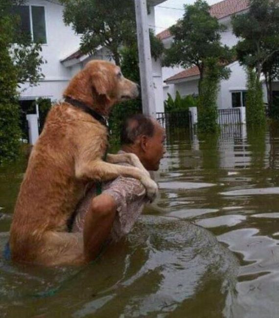 faith_in_humanity_animals