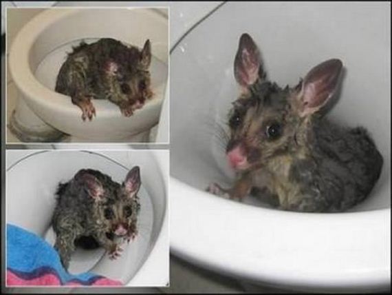 found-in-toilet_7-possum