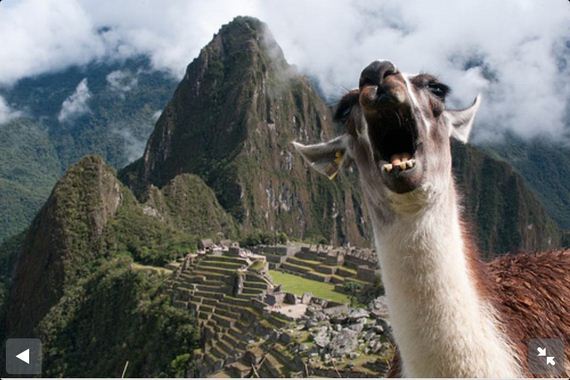 llamas-are-majestic
