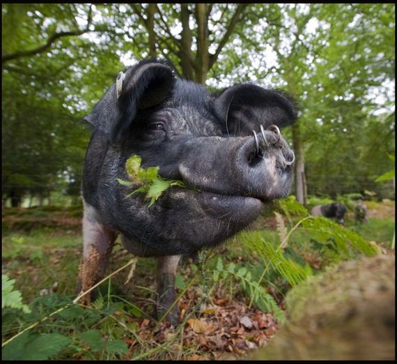 meet_the_helpful_pigs_of_the_new_forest