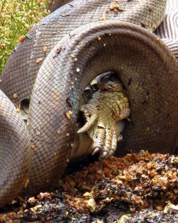 python_eating_crocodile