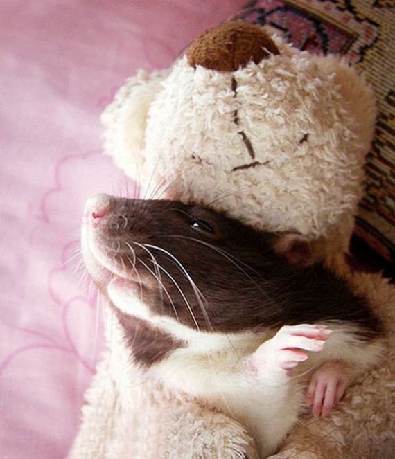rats_teddy_bears_09