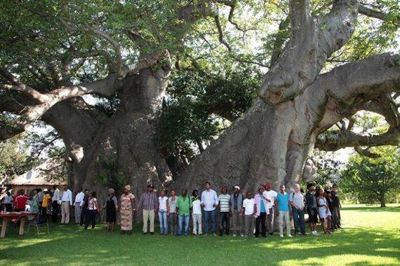 sunland_big_baobab_tree_bar