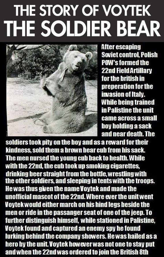 the_story_of_the_soldier_bear
