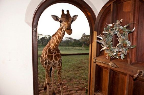 this-is-giraffe-manor
