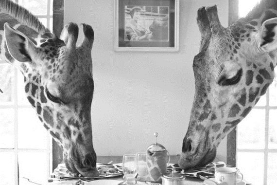 this-is-giraffe-manor