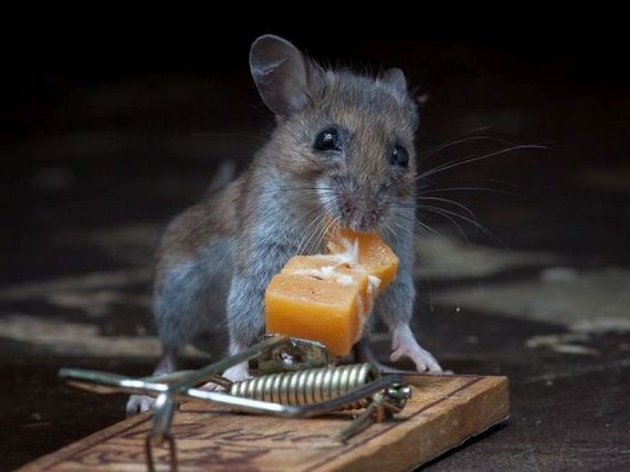 this-mouse-does-battle-with-a-mousetrap