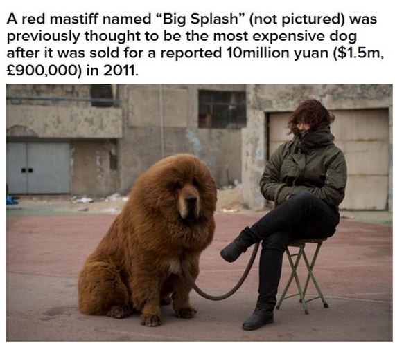 worlds_most_expensive_dog