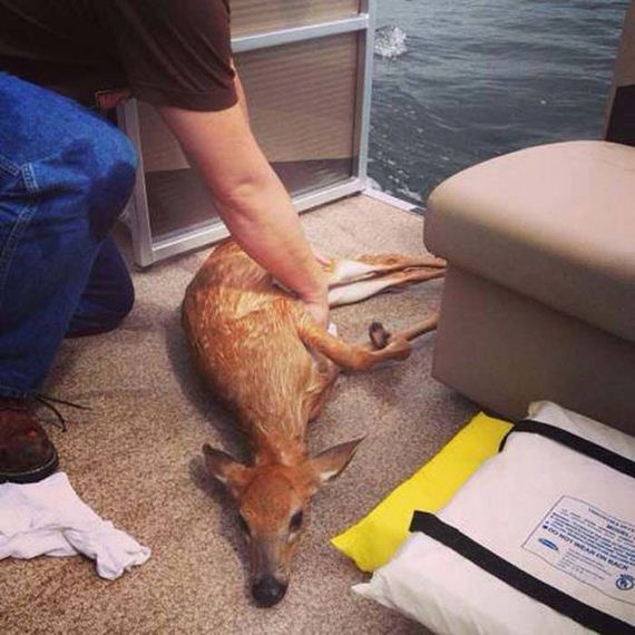 amazing_deer_rescue