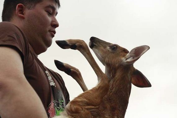 amazing_deer_rescue