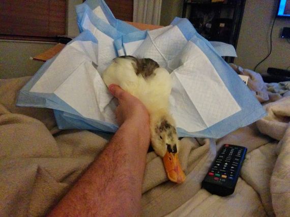 severely-wounded-duck