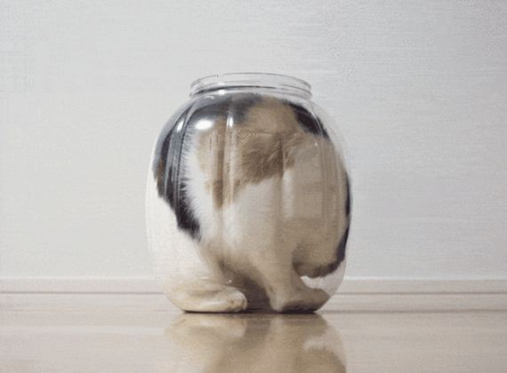Cats-Liquid