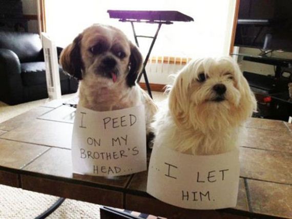 Pets-Just-Never-Learn