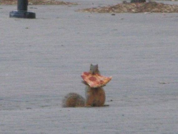 Squirrel-Pizza-Thieves
