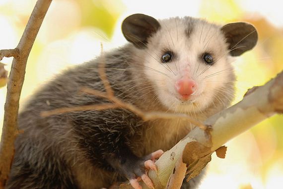 Times-Opossums-Were