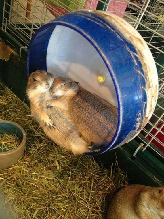 animal-couple