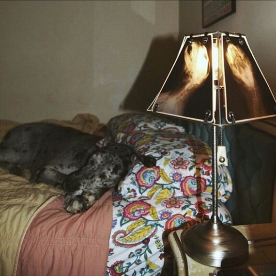 animal-lamp-ray