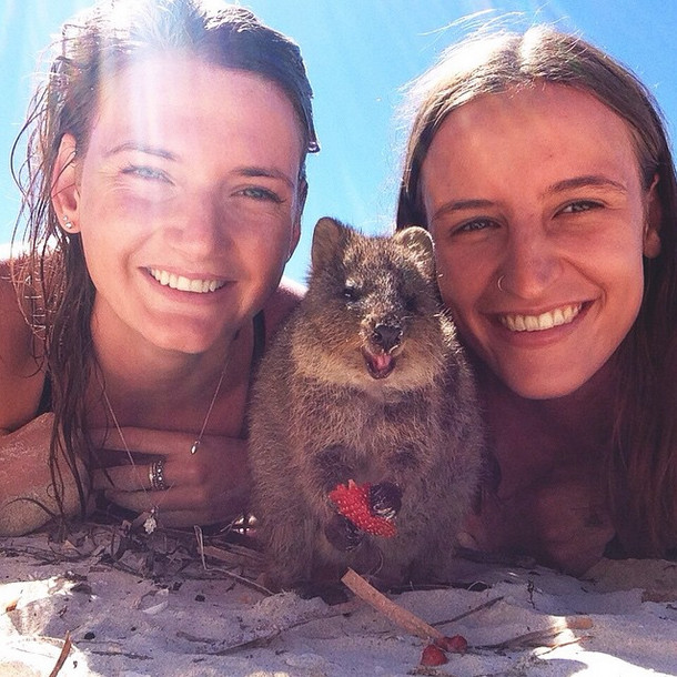 animals-cute-Australian