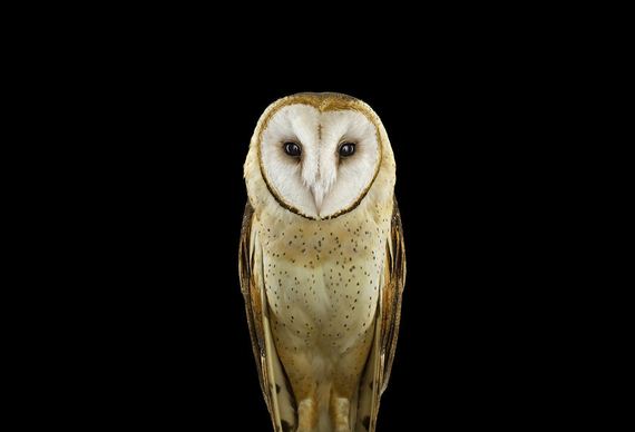 beauty-owl-photography