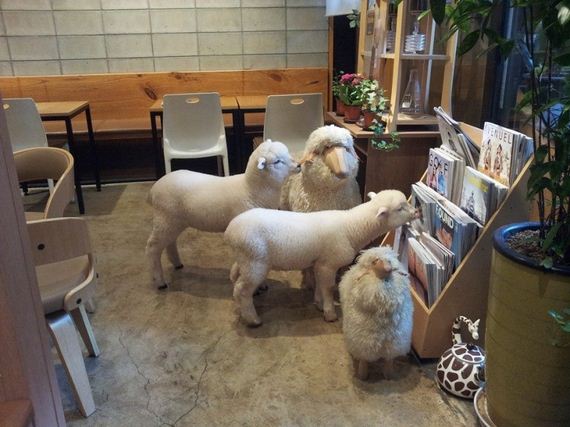 cafe-sheep
