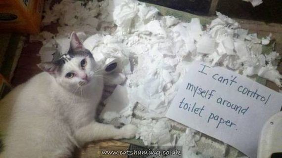 cat-shaming