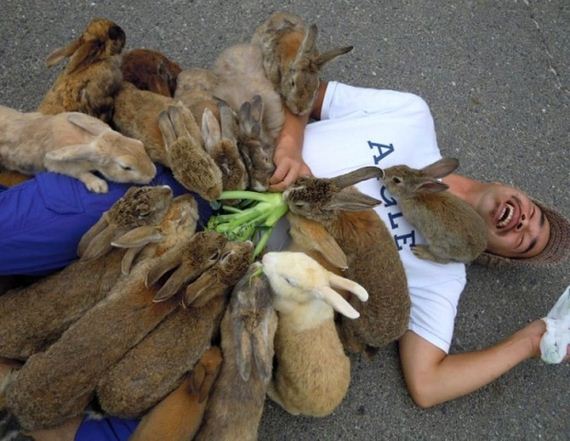 here-it-is-rabbit-heaven-in-japan-artnaz-com