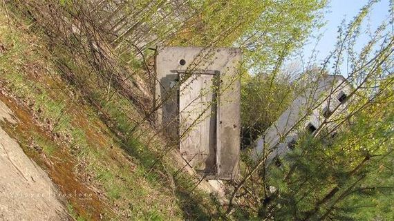 pripyats_new_nature
