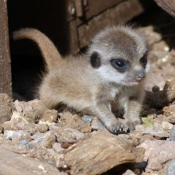 surprisingly-cute-baby-animals