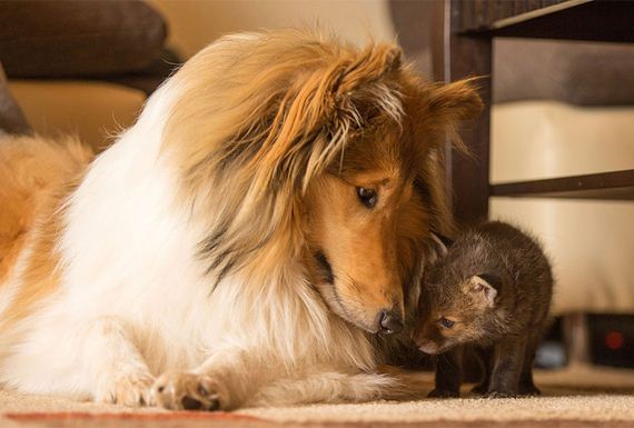 adoption-cub-dog-fox