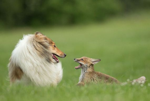 adoption-cub-dog-fox
