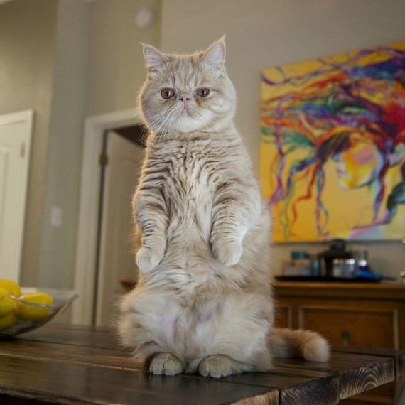 adorable-cat-stands