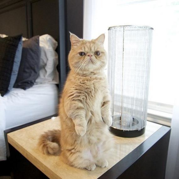 adorable-cat-stands