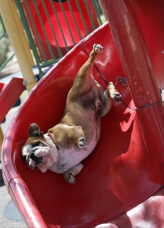 dog-fun-slide