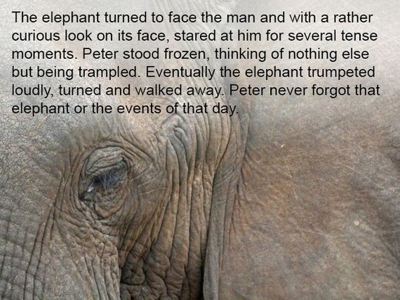 elephants_never_forget