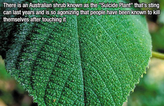 fascinating_facts-7