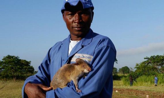rats-in-africa-are-saving