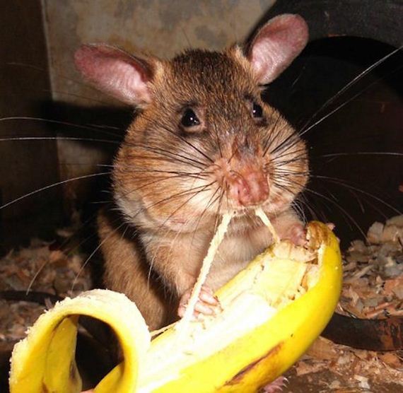 rats-in-africa-are-saving