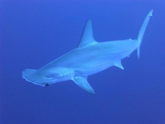 several-little-known-facts-about-sharks
